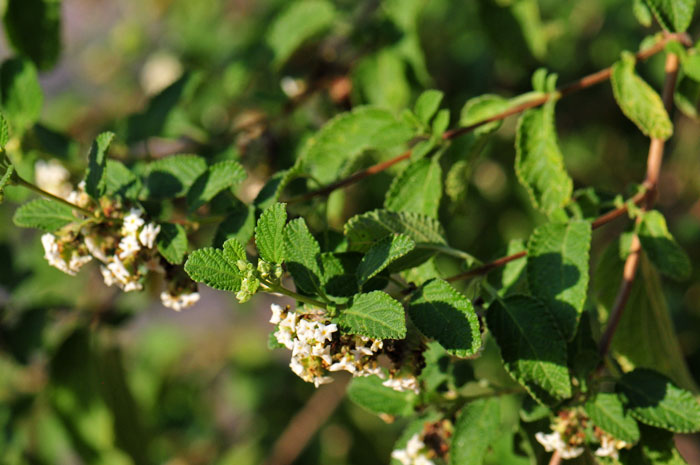 Mexican Oregano is primarily a Mexican species that extends into the southern tip of Texas. Like many members of the Verbena Family is has a fragrant herb-like aroma. Lippia graveolens 